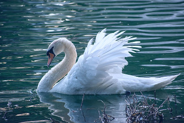 White Swan Pictures | Download Free Images on Unsplash